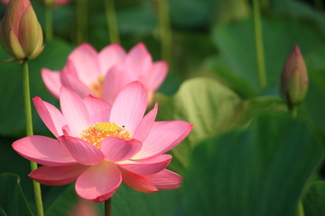 Obraz premium ハスの花