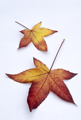 Autumn leaves of American Sweetgum (Liquidambar styraciflua) on white beckground