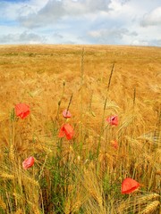 champ de bl&eacute; et coquelicots