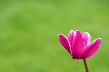 pink cyclmen flower with bright green grass background