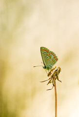 Butterfly - Papillon
