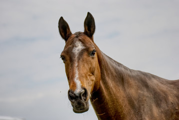 Fototapeta na wymiar Portrait of a horse outside on a field in summer 