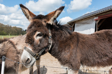 Donkeys