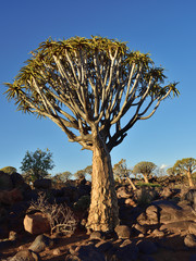 Quiver Tree Forest Namibia