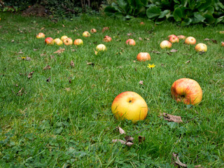 Windfall apples in grass.