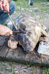 Obraz premium Burning a domestic pig before cutting. Removal of pig hair.