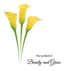 Realistic yellow calla lily. The symbol of Beauty and Grace.