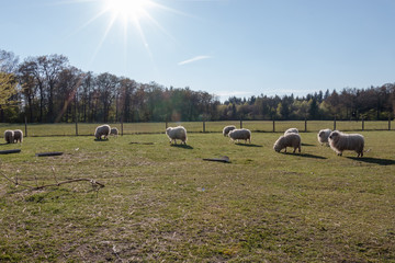 Moutons Shetland