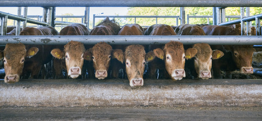 seven limousin cows wait for food inside barn on organic farm in holland near utrecht