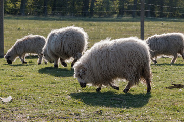 Moutons Shetland