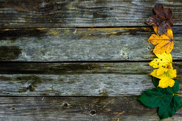 Fototapeta premium Autumn background with colored leaves on old wooden boards. Copy of space for writing text.