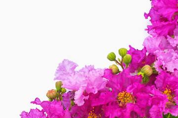 Fototapeta na wymiar Lagerstroemia speciosa (Pride of India), beautiful purple flowers on white background with copyspace