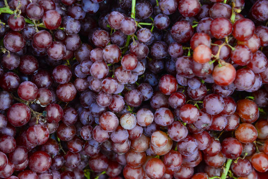 Red wine grapes from grapes plantaion after harvest.Healthy,sweet and fresh grapefruit pattern for background
