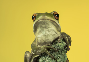Frog, La Pampa, Argentina