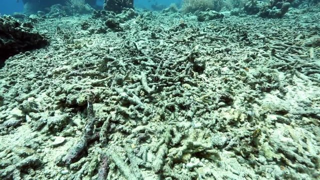 Dead corals on coral reef due to a combination of global warming and reef bomb fishing 
