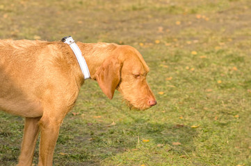 Hunting dog close-up