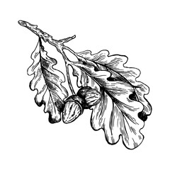 Oak branch with acorns engraving vector © Oleksandr Pokusai