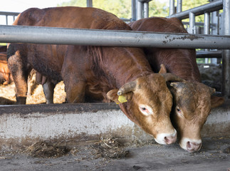 two limousin bulls feed inside barn on organic farm in holland near utrecht