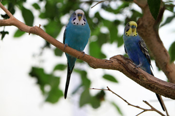 little parrots