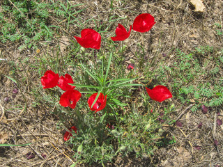 wild, red field flowers of poppies on the field outside the city.