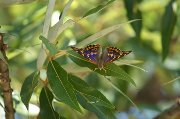 コムラサキ © riras