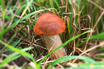 Mushroom in the autumn forest.