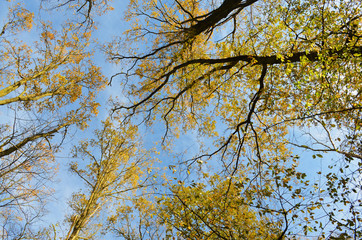 View to the crows of trees at a sunny autumn day