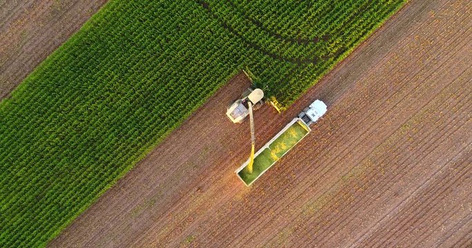 Tractors and farm machines harvesting corn in Autumn, breathtaking aerial view.
