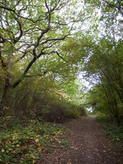 forest tree path scene in autumn light leaves