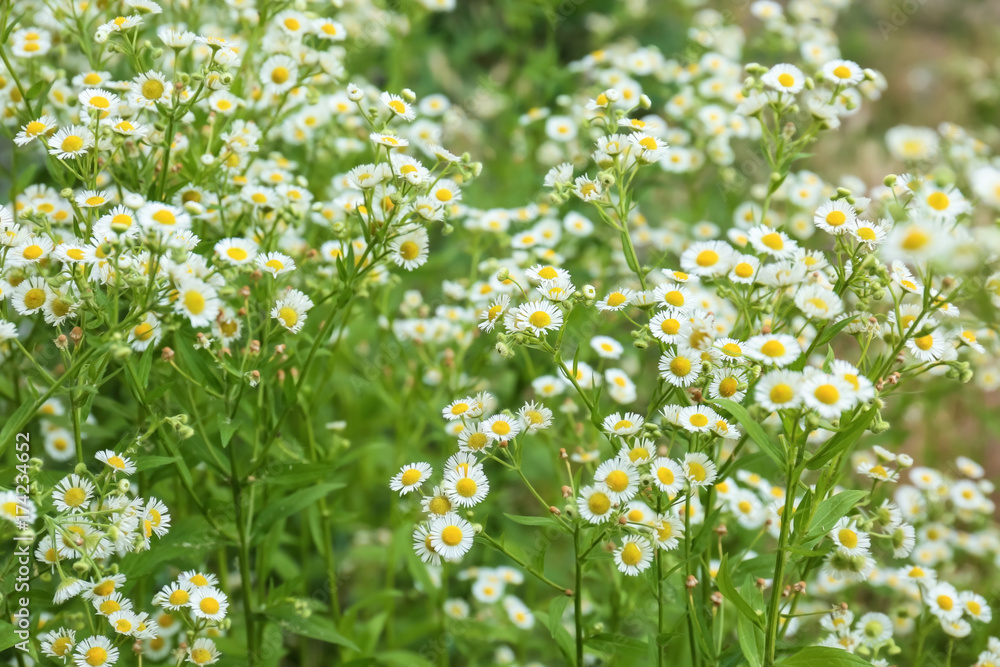 Poster beautiful chamomile flowers in field