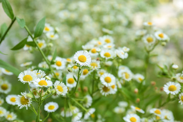 Beautiful chamomile flowers in field