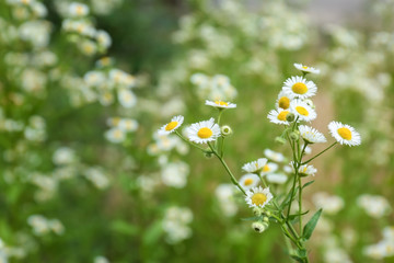 Beautiful chamomile flowers in field