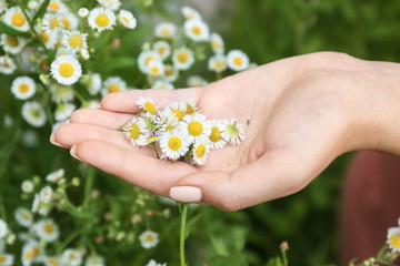 Woman holding beautiful chamomile flowers, closeup