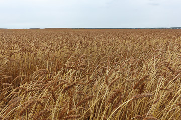 Golden wheat field against the sky in autumn