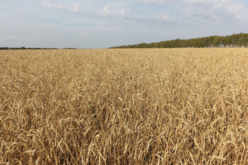 Golden wheat field against the sky in autumn