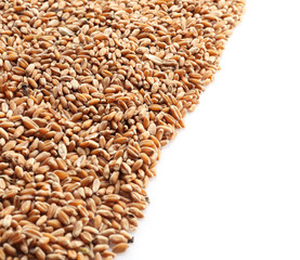 Ripe cereal grains on white background