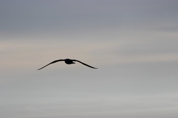 mouette bretagne