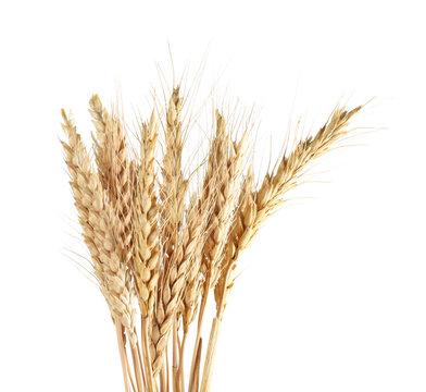 Ripe spikelets on white background