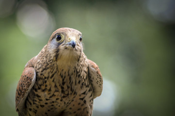 Ritratto di falco