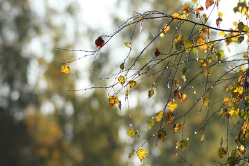 Last leaves of this summer - birch branch