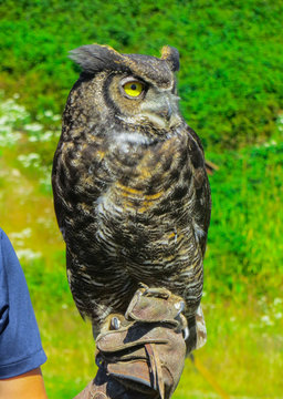 performance with an owl on the show with wild birds, in the national park, near Vancouver.