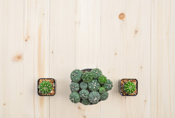 Flat lay of cactus plants in the pot