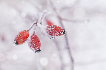 Winter natural background from red berry covered with hoarfrost or rime. Cold morning scene of...