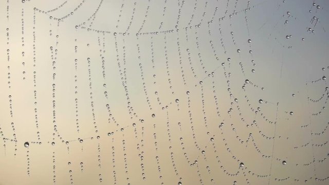 Water drops on spider web over sky background