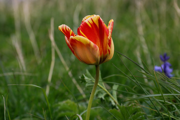 Wild Tulip Flower in a Coastal Location