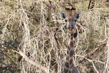 Safari en Namibie