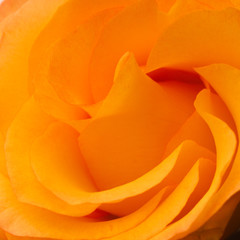 Obrazy na Szkle  na białym tle kwiat róży krokusa, strzał studio, zbliżenie
