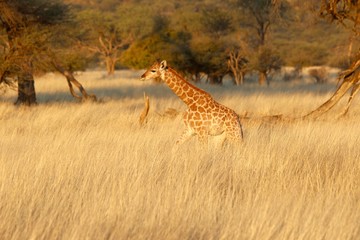 Safari en Namibie