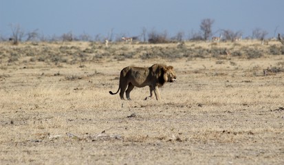 Obraz na płótnie Canvas Safari en Namibie