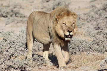 Safari en Namibie